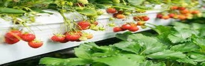 aardbeien-2