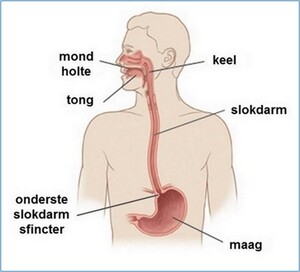 slokdarm